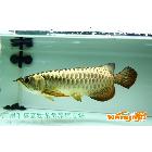 供應(yīng)馬來-西亞熱帶魚龍魚高背金龍魚高檔風(fēng)水魚具