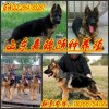 廣東省肇慶哪里有賣蘇聯(lián)紅犬的蘇聯(lián)紅犬價(jià)格