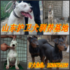 廣東省江門哪里有賣德國黑背牧羊犬的德國黑背牧羊犬價(jià)格