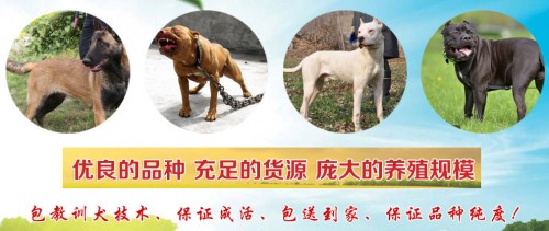 新聞：青島犬哪家好