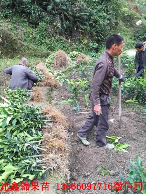 新聞：駐馬店正宗泰國青柚苗哪里買