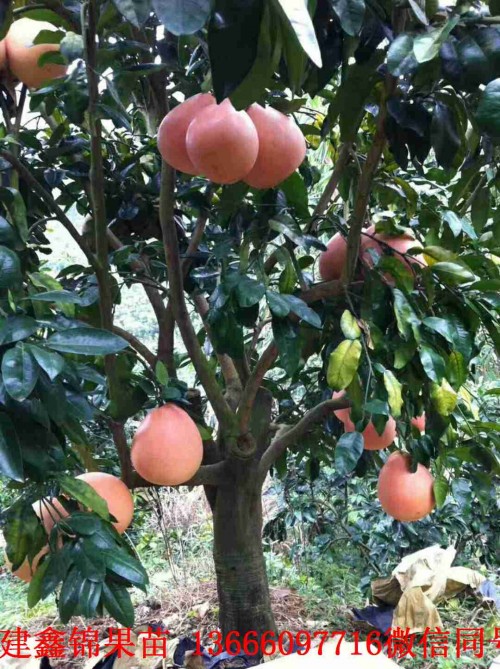 新聞：雅安紅心紅肉蜜柚苗