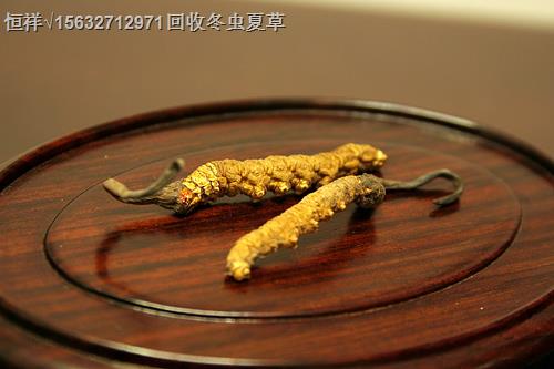 宜賓冬蟲夏草回收價(jià)VII宜賓冬蟲夏草價(jià)格