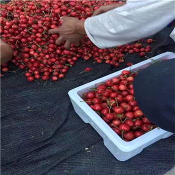 湖北紅顏草莓苗露天種植