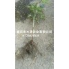 新聞:供應(yīng)五葉木通苗_九月瓜苗種植基地-出售九月黃金蕉苗_黃